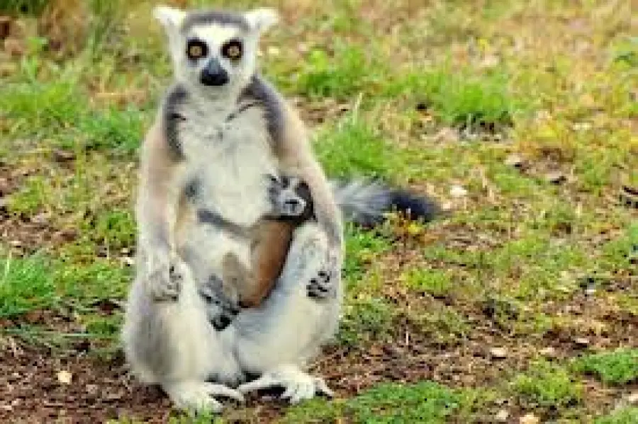 Viaggi in Madagascar in Famiglia