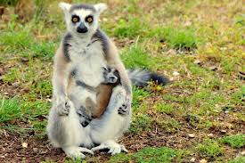 Viaggi in Madagascar in Famiglia