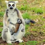 Viaggi in Madagascar in Famiglia